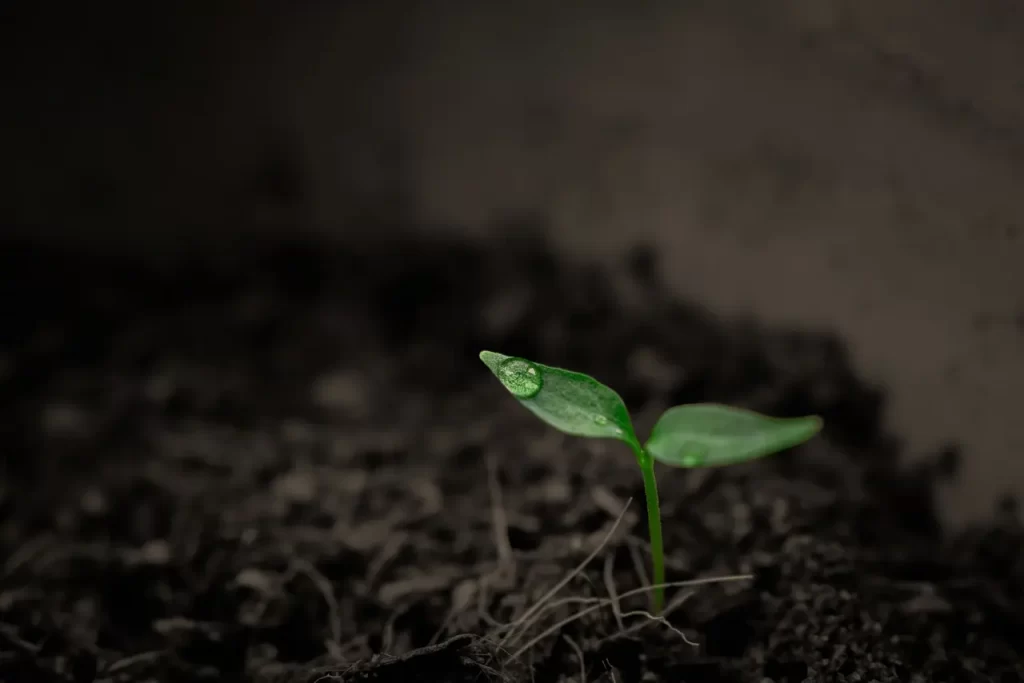 Fertile soil with plant sprouting