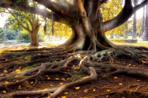 Tree Roots